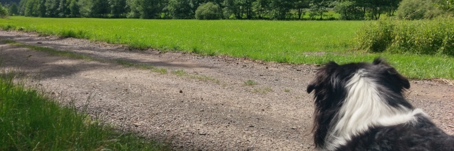 Gassigang mit Hund Gassigang mit Hund