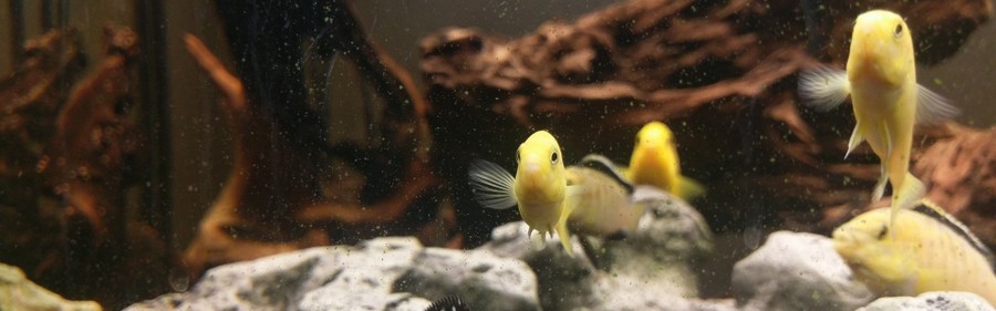 Bild Kleintiere Fische