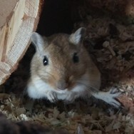 bild_sonstige_maus02.jpg