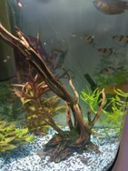 fische_halver_kpb.jpg