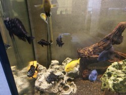 fische_steffi_halver.jpg