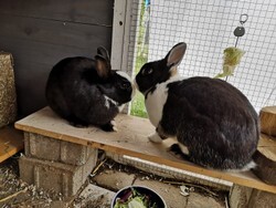 kaninchen_rudi_ronjs_schalksmuehle22.jpg