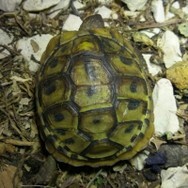 schildkroete_dany02.jpg